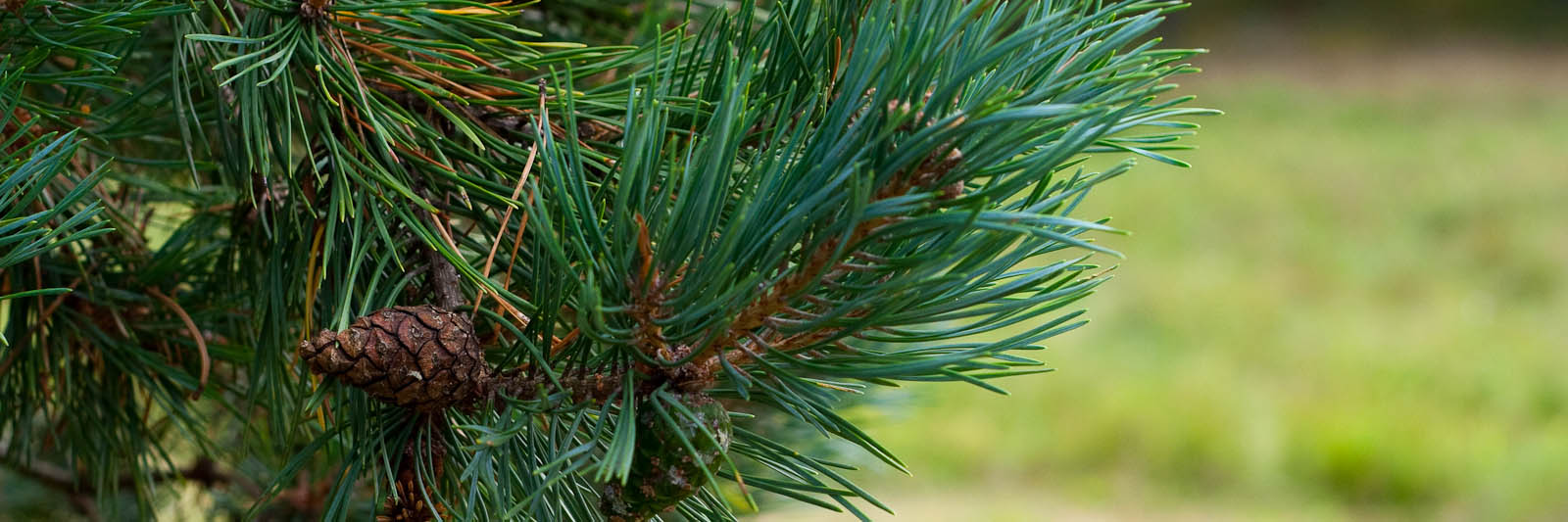 GeoStrips - author: Fotoaģentūra F/13 (http://f13.fotoagentura.com/)