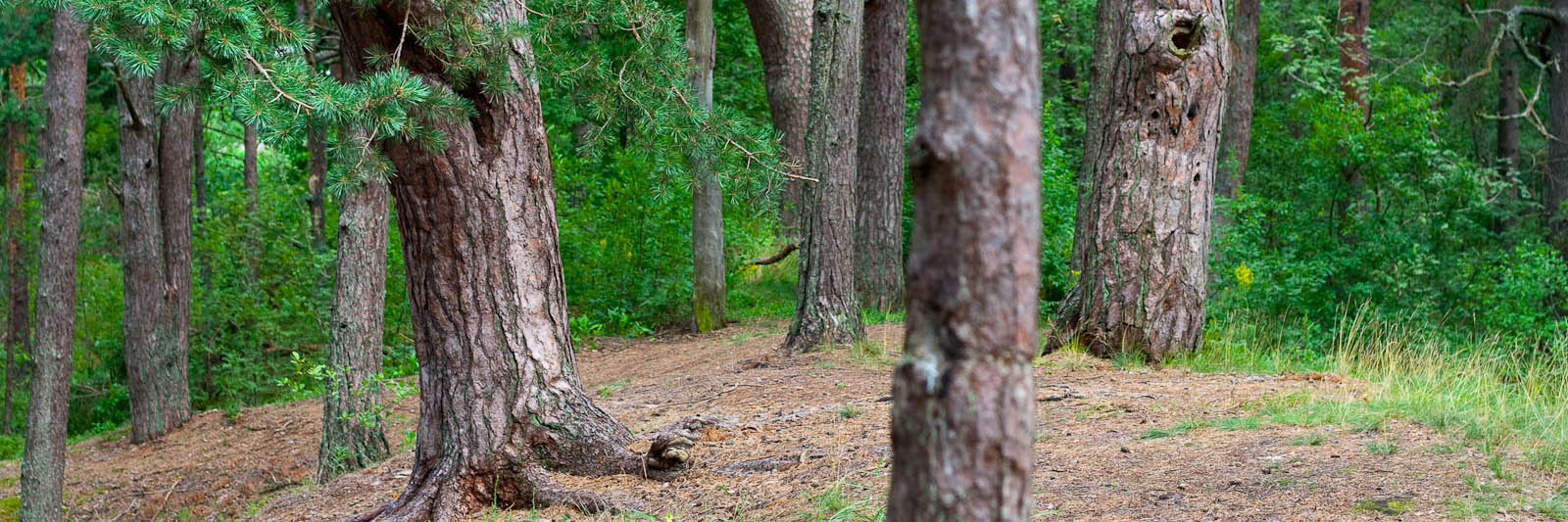 GeoStrips - author: Fotoaģentūra F/13 (http://f13.fotoagentura.com/)