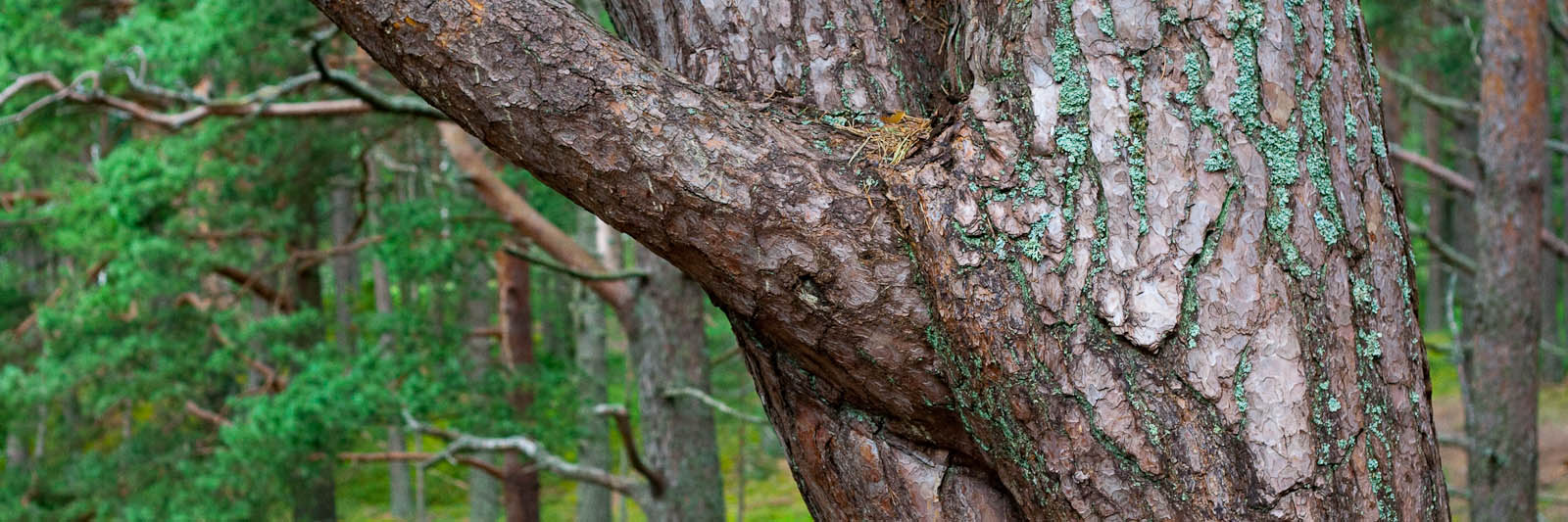 GeoStrips - author: Fotoaģentūra F/13 (http://f13.fotoagentura.com/)